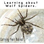 Learn about Wolf Spiders and how they carry their spiderlings on their abdomen. Quite amazing!