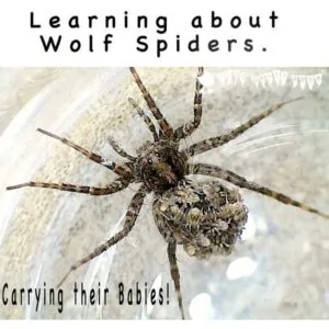 Learn about Wolf Spiders and how they carry their spiderlings on their abdomen. Quite amazing!