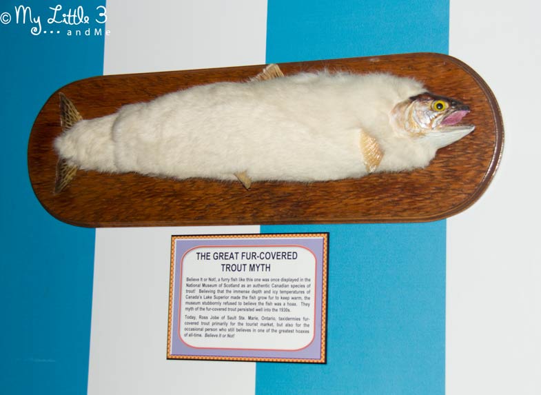 Fur-covered-trout-at-Ripley's -A review of our Blackpool holiday from My Little 3 and Me