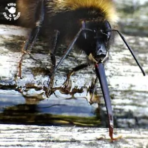 Learn about bees' amazing tongues (proboscis) and how to revive an exhausted bee.