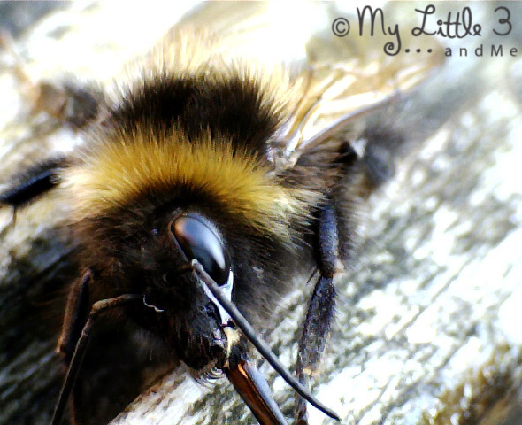 Learn about bees' amazing tongues and how to revive an exhausted bee. My Little 3 and Me
