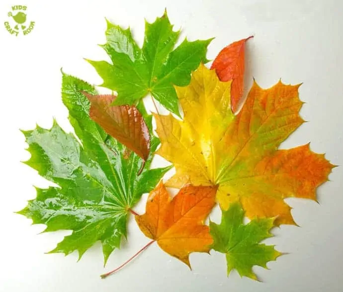 Autumn leaves to go Inside Leaf Sensory Bags, a fantastic Autumn activity for kids. LEAF SENSORY BAGS - a fantastic mess free Autumn sensory play activity for kids. Children will love to explore this Fall activity that engages the senses.