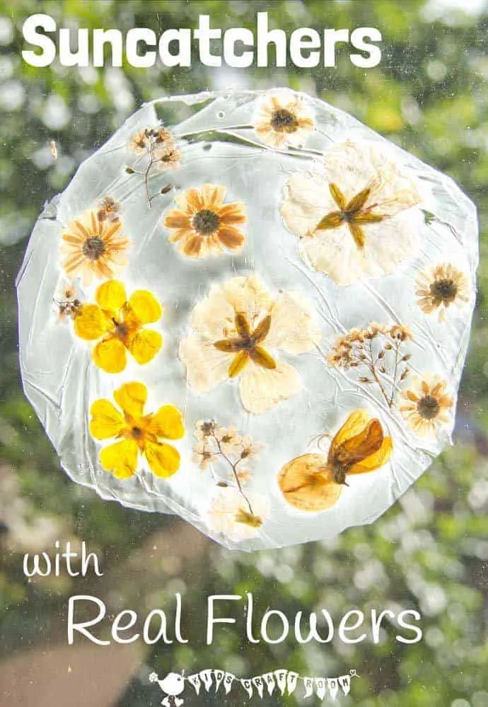 REAL FLOWER SUNCATCHERS - Here's a fun suncatcher flower craft for kids. This unusual method of preserving flowers gives them a gorgeous vintage look that's so pretty on the windows. #naturecrafts #suncatcher #suncatchercraft #suncatchers #flowercrafts #springcrafts #summercrafts #kidscrafts #craftsforkids #kidsactivities #kidscraftroom