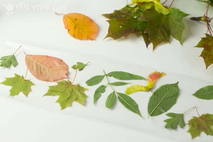 DIY Leaf Luminaries are so gorgeous and so simple to make! Whether you have tiny tots or big kids this is a fabulous no-glue, no-mess must-do Fall craft.