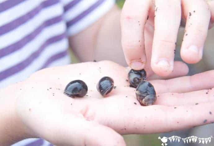 winkles-Coastal foraging is a fun survival skills for kids activity. Get kids outside and engaged with Nature finding & cooking their own seaside food for free. 
