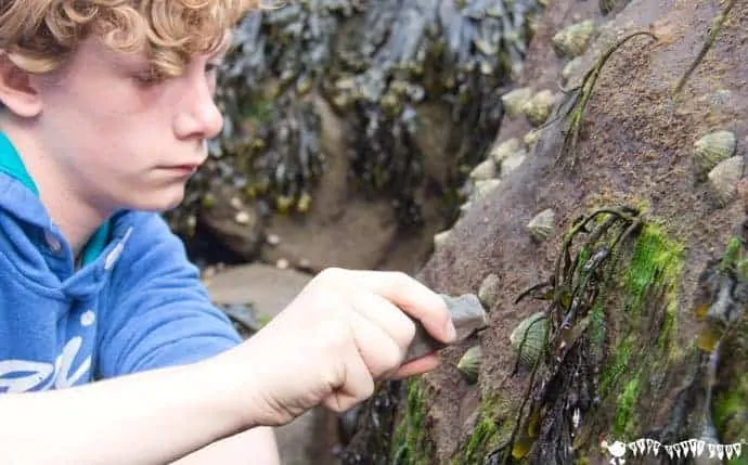 limpets-Coastal foraging is a fun survival skills for kids activity. Get kids outside and engaged with Nature finding & cooking their own seaside food for free. 