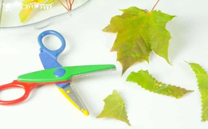 A Sensory Nature Cutting Tray is a fun activity for kids to engage with nature, stimulate the senses and develop fine motor scissor and sorting skills too.