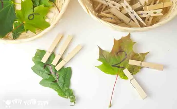 FINE MOTOR COUNTING ACTIVITY - This wonderful seasonal counting activity uses leaves to develop early math one to one correspondence, number recognition and develop fine motor skills too.