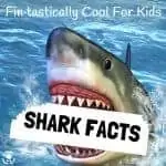 Got a shark fan? Here are some cool shark facts kids will LOVE.  Summer and Shark Week is a fantastic time to get the kids learning and caring about sharks.